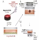 還在做劃痕實(shí)驗(yàn)？——來看看3D培養(yǎng)水平的wound healing實(shí)驗(yàn)吧！